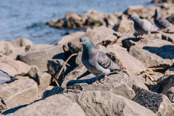 Pigeon Debout Sur Rocher Près Rivière — Photo