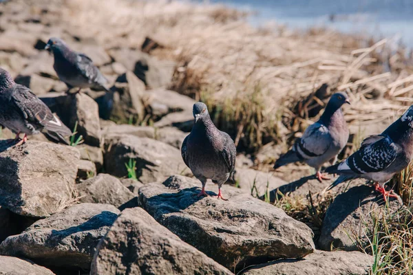 Nehrin Kıyısındaki Kayada Duran Güvercin — Stok fotoğraf