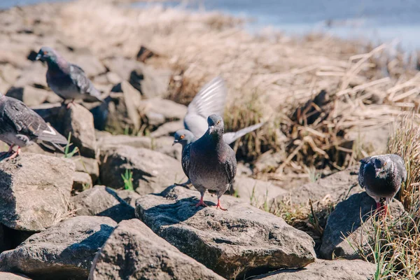 Nehrin Kıyısındaki Kayada Duran Güvercin — Stok fotoğraf