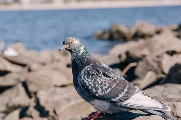 Pombo Rocha Perto Rio — Fotografia de Stock