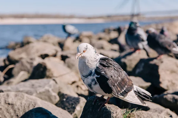 Pombo Rocha Perto Rio — Fotografia de Stock