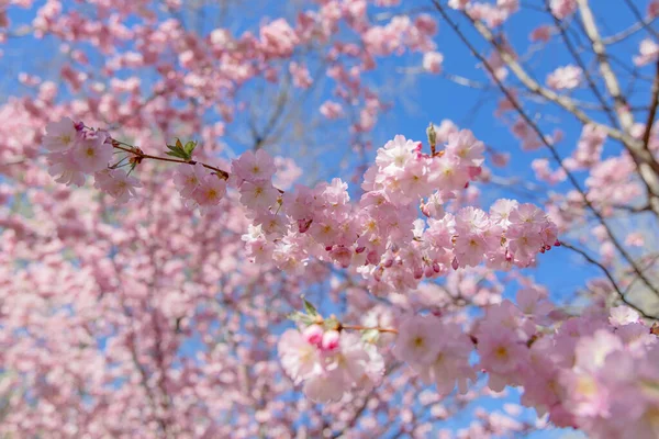 Våren Blommar Bakgrund Vacker Naturscen Med Blommande Träd Och Soleruption — Stockfoto