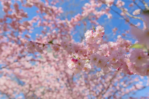 Spring Blossom Background Beautiful Nature Scene Blooming Tree Sun Flare — Stock Photo, Image