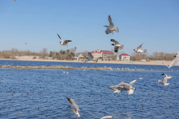 Gökyüzüne karşı uçan martılar.