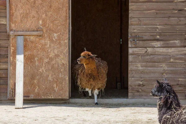 Cute Lamas Farm One Going Out Shed — Stock Photo, Image