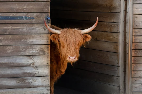 Fuzzy Bull Looking Out Wooden Shed — Stock Photo, Image