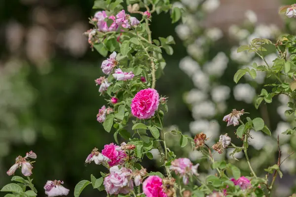 Flores Rosadas Florecientes Arbusto Mini Rosas — Foto de Stock