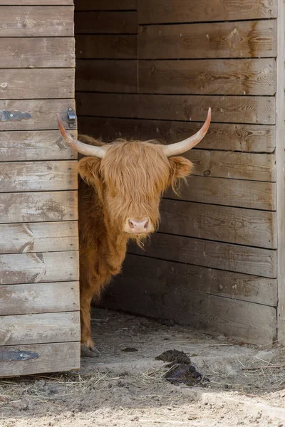 Fuzzy Bull Looking Out Wooden Shed — Stock Photo, Image