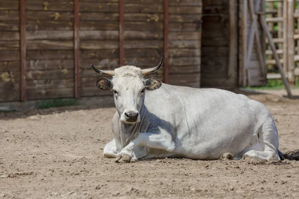 White Cow Resting Bright Sunlight Shed — Stock Photo, Image