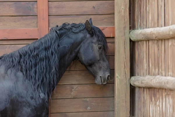 Vista Del Caballo Negro Por Cobertizo Madera —  Fotos de Stock