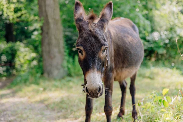 Cute Young Donkey Sunlight Outdoors — Stock Photo, Image