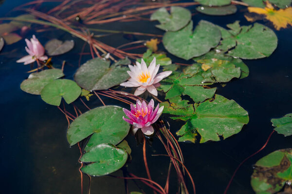 lotus or water lily in pond