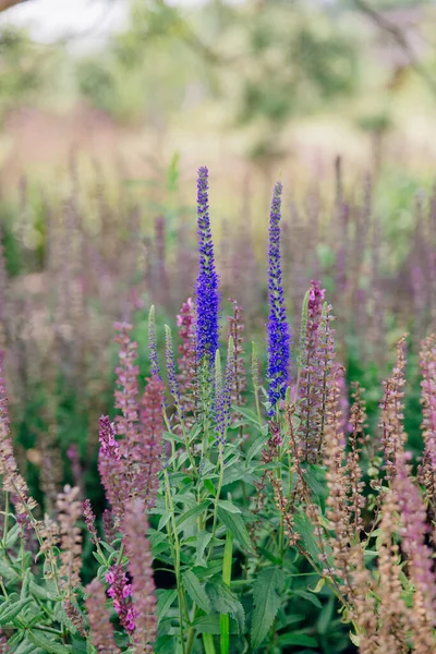 blooming blue and purple flowers stems