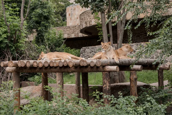 Lionnes Reposant Sur Construction Bois Zoo — Photo