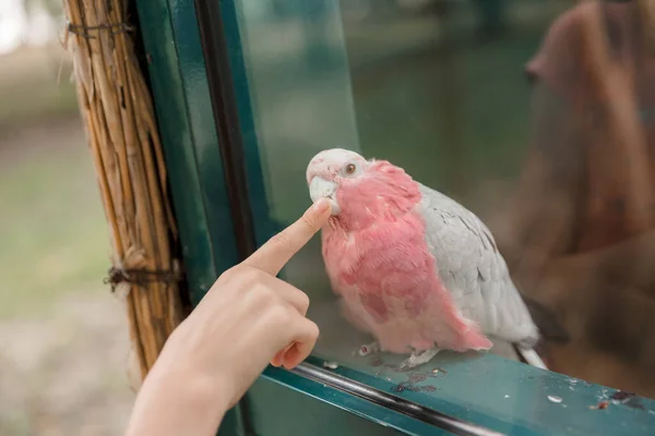Çocuğun Eli Hayvanat Bahçesinde Camların Arkasındaki Pembe Papağanı Işaret Ediyor — Stok fotoğraf