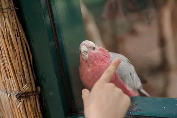Dětská Ruka Ukazující Prstem Růžového Papouška Sklem Zoo — Stock fotografie