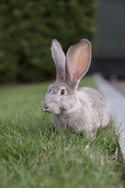 緑の草の上のウサギ 屋外のホーム装飾ウサギ ウサギちゃん イースターバニー — ストック写真