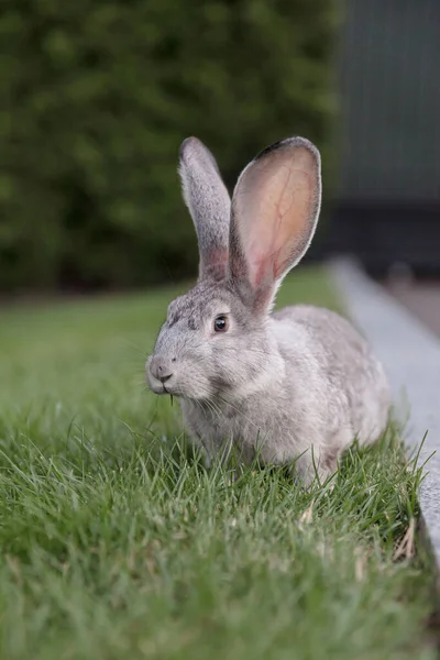 Hase Auf Grünem Gras Zuhause Dekoratives Kaninchen Freien Kleiner Hase — Stockfoto