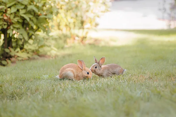 Hase Auf Grünem Gras Zuhause Dekoratives Kaninchen Freien Kleiner Hase — Stockfoto