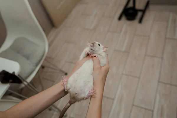 Vrouwelijke Hand Met Schattige Rat — Stockfoto
