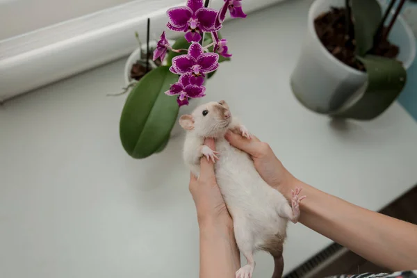 Main Féminine Avec Rat Mignon — Photo