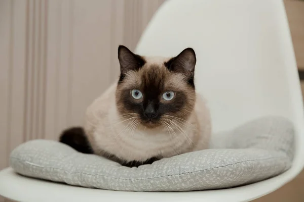 Gato Siamês Gato Curto Preto Branco Espaço Para Cópia Gatinha — Fotografia de Stock