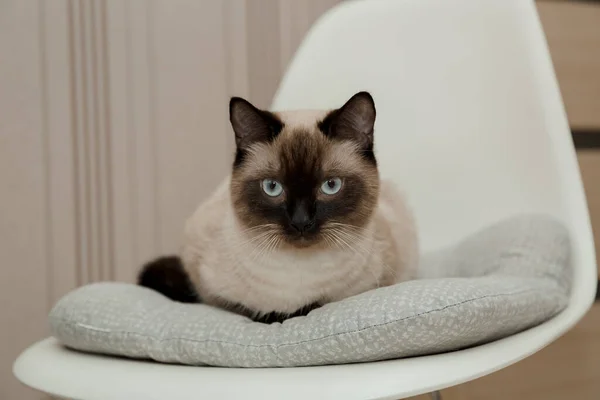 Gato Siamês Gato Curto Preto Branco Espaço Para Cópia Gatinha — Fotografia de Stock