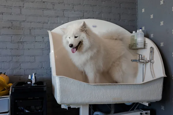 Przygotowywanie Dużego Psa Salonie Fryzjerskim Dla Psów Piękny Pies — Zdjęcie stockowe