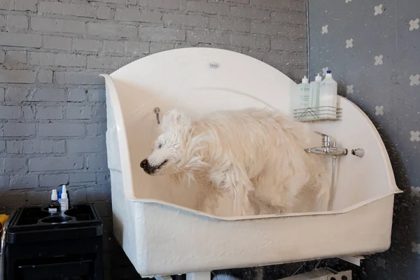 Grooming a big dog in a hair salon for dogs. Beautiful samoyed dog