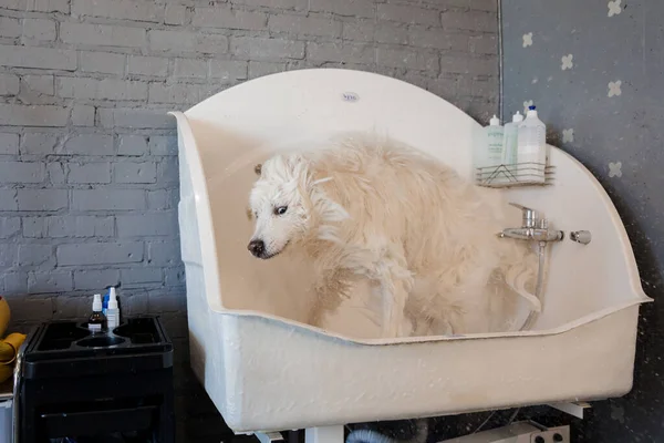 Grooming a big dog in a hair salon for dogs. Beautiful samoyed dog