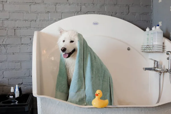 Een Grote Hond Verzorgen Een Kapsalon Voor Honden Mooie Samoyed — Stockfoto