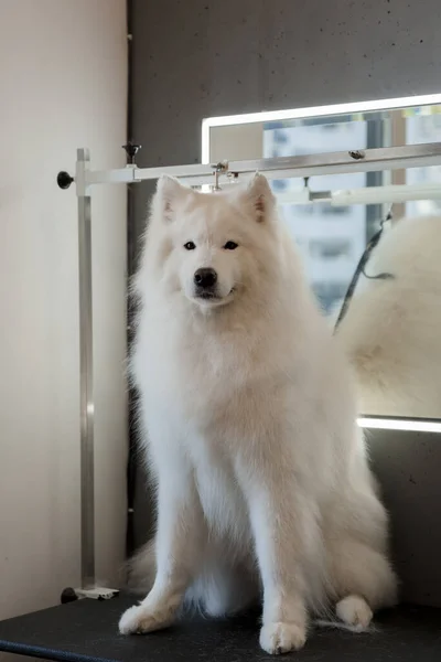 Grooming a big dog in a hair salon for dogs. Beautiful samoyed dog