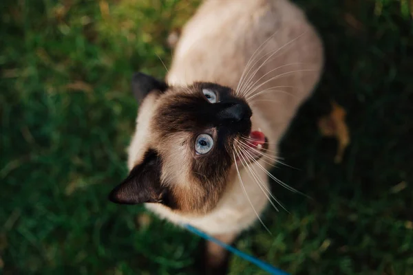 Siames Gato Sentado Relajarse Con Puesta Sol Hierba —  Fotos de Stock