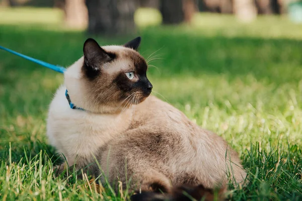 Siames Kucing Duduk Dan Bersantai Dengan Matahari Terbenam Rumput — Stok Foto