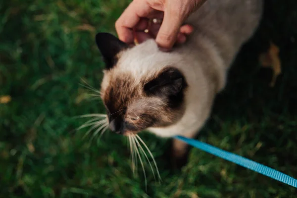 Siames Gato Sentado Relajarse Con Puesta Sol Hierba —  Fotos de Stock