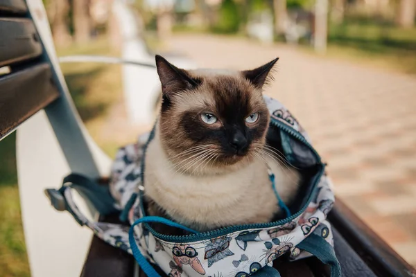 Gato Tabby Una Bolsa Gato Paseo Mirando Fuera Mochila Caminar —  Fotos de Stock
