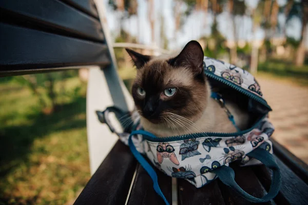 Tabby cat in a bag. Cat on the walk, looking out of the backpack, walk with a cat in the Park on a summer day.