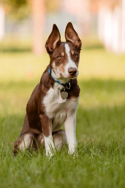 Anjing Penjaga Perbatasan Yang Lucu Telinga Lucu Anjing Kecil — Stok Foto