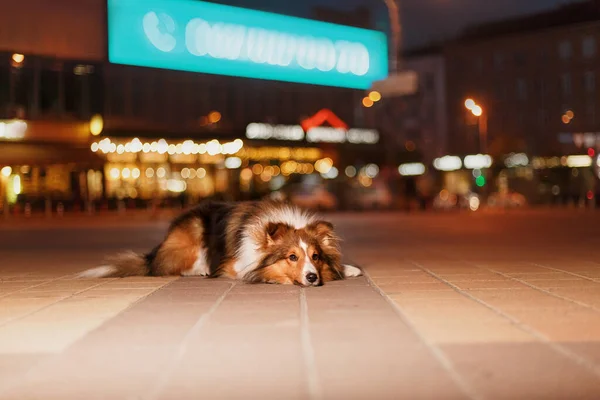 Shetland sheppdog dog in the city  at night.