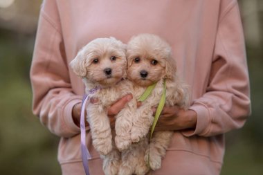 Tapılası Maltese ve Fino köpeği, parkta koşup zıplayarak mutlu bir şekilde Puppy 'yi (veya Maltipoo Dog' u) karıştırır. Sonbahar Sonbahar mevsimi