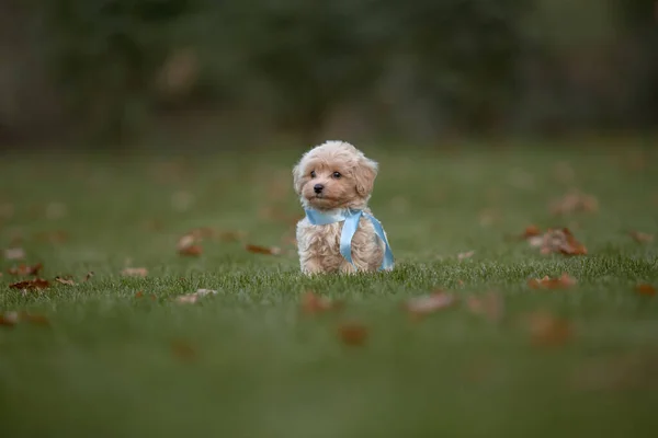 Adorable Mélange Maltais Caniche Chiot Chien Maltipoo Courir Sauter Heureux — Photo