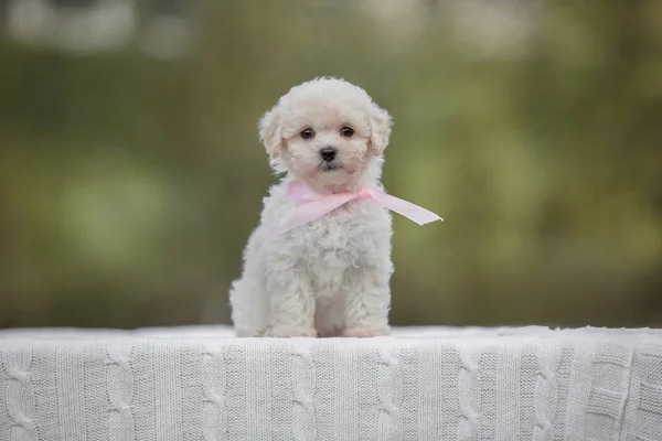 Adorável Maltês Poodle Mix Filhote Cachorro Cão Maltipoo Correndo Pulando — Fotografia de Stock