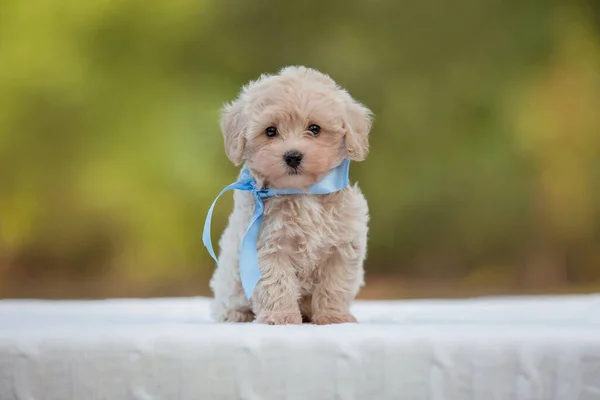 Adorable Maltese Poodle Mix Puppy Maltipoo Dog Running Jumping Happily — Stock Photo, Image