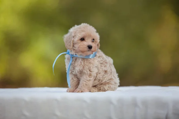 Adorável Maltês Poodle Mix Filhote Cachorro Cão Maltipoo Correndo Pulando — Fotografia de Stock