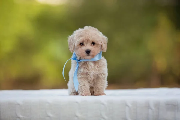 Imádnivaló Máltai Uszkár Keveredik Puppy Vagy Maltipoo Kutya Futás Ugrás — Stock Fotó