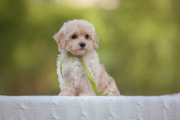 Adorável Maltês Poodle Mix Filhote Cachorro Cão Maltipoo Correndo Pulando — Fotografia de Stock