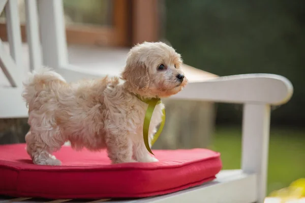 Adorabil Maltez Poodle Amestecă Puppy Sau Câine Maltipoo Alergând Sărind — Fotografie, imagine de stoc