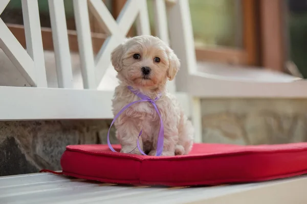 Adorável Maltês Poodle Mix Filhote Cachorro Cão Maltipoo Correndo Pulando — Fotografia de Stock