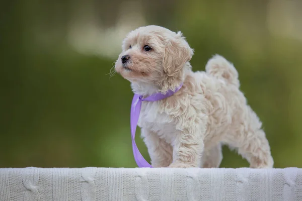 Adorável Maltês Poodle Mix Filhote Cachorro Cão Maltipoo Correndo Pulando — Fotografia de Stock