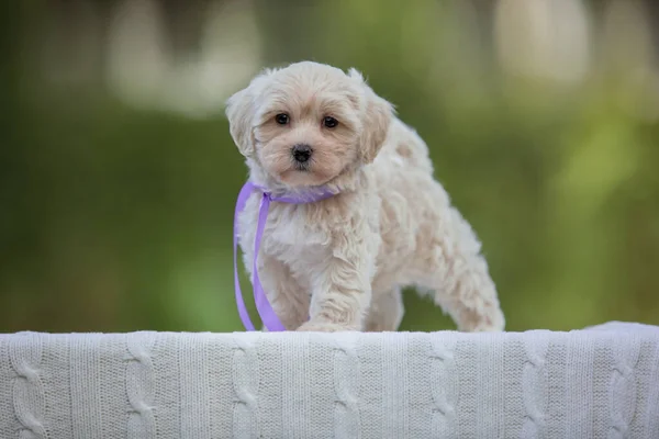 Adorável Maltês Poodle Mix Filhote Cachorro Cão Maltipoo Correndo Pulando — Fotografia de Stock